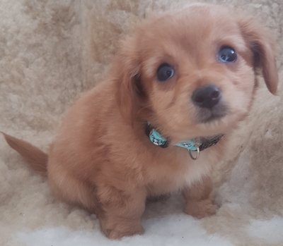 Princess Lola, Chihuahua Welpen - Hündin