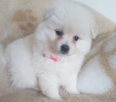 Princess Snow, Pomeranian Welpen - Hündin