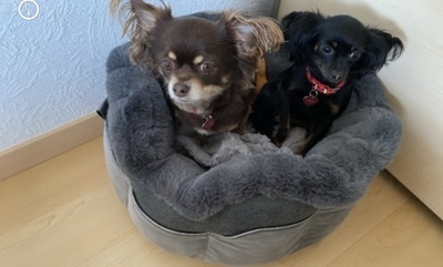Princess & Tia, Chihuahua & Russischer Toy Terrier - Hündin