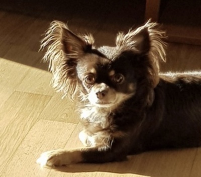 Princess & Tia, Chihuahua & Russischer Toy Terrier - Hündin