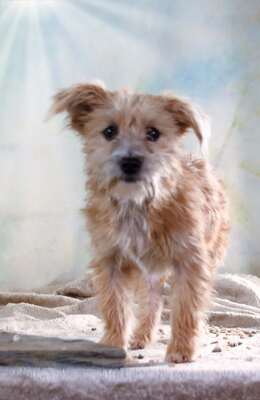 Princessa - ein entzückendes Hundemädchen, Mischling - Hündin