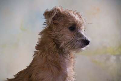 Princessa - ein entzückendes Hundemädchen, Mischling - Hündin