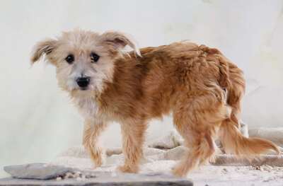 Princessa - ein entzückendes Hundemädchen, Mischling - Hündin