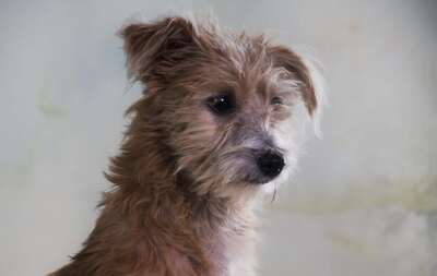 Princessa - ein entzückendes Hundemädchen, Mischling - Hündin