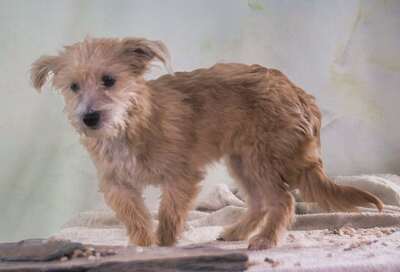 Princessa - ein entzückendes Hundemädchen, Mischling - Hündin