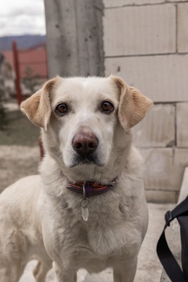 Prinzessin sucht ihr Königreich fürs Herz, Labrador - Mischling - Hündin