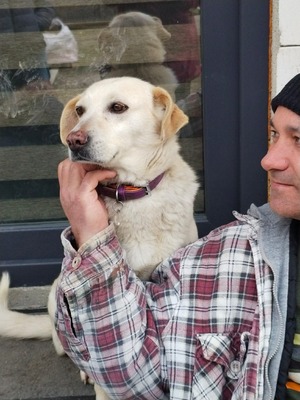 Prinzessin sucht ihr Königreich fürs Herz, Labrador - Mischling - Hündin