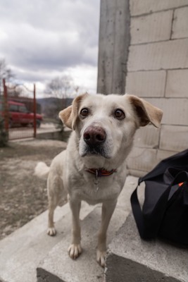 Prinzessin sucht ihr Königreich fürs Herz, Labrador - Mischling - Hündin