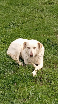 Prinzessin sucht ihr Königreich fürs Herz, Labrador - Mischling - Hündin