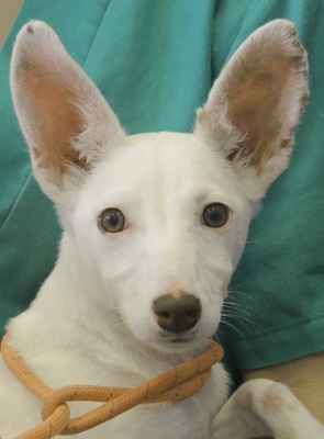 Priscilla, Podenco Mix - Hündin