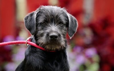 Priska, Mischling Welpen - Hündin