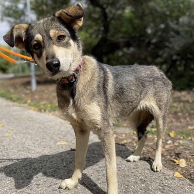 💥Priya Schäferhund-Mischlingshündin läuft perfekt an der Leine und ist an Kinder gewöhnt......💥, Schäferhund-Mischlingshündin - Hündin