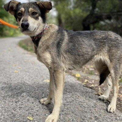 💥Priya Schäferhund-Mischlingshündin läuft perfekt an der Leine und ist an Kinder gewöhnt......💥, Schäferhund-Mischlingshündin - Hündin