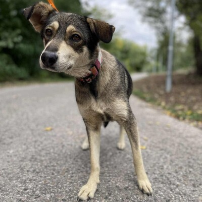 💥Priya Schäferhund-Mischlingshündin läuft perfekt an der Leine und ist an Kinder gewöhnt......💥, Schäferhund-Mischlingshündin - Hündin