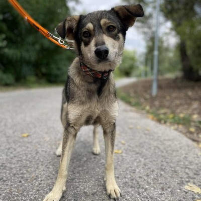 💥Priya Schäferhund-Mischlingshündin läuft perfekt an der Leine und ist an Kinder gewöhnt......💥, Schäferhund-Mischlingshündin - Hündin