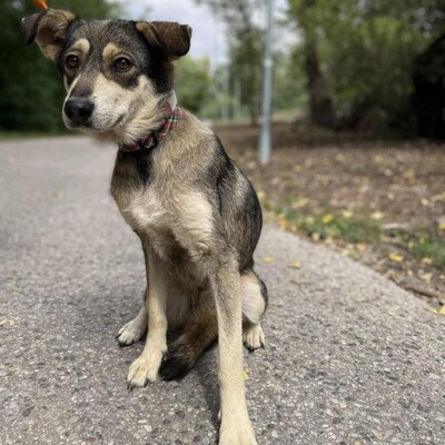 💥Priya Schäferhund-Mischlingshündin läuft perfekt an der Leine und ist an Kinder gewöhnt......💥, Schäferhund-Mischlingshündin - Hündin