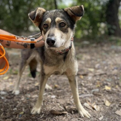 💥Priya Schäferhund-Mischlingshündin läuft perfekt an der Leine und ist an Kinder gewöhnt......💥, Schäferhund-Mischlingshündin - Hündin