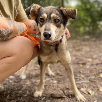 💥Priya Schäferhund-Mischlingshündin läuft perfekt an der Leine und ist an Kinder gewöhnt......💥, Schäferhund-Mischlingshündin - Hündin
