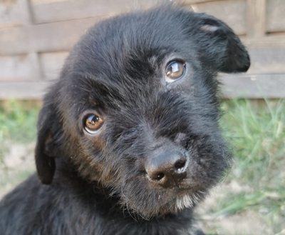 Professzor super lieber Rüde sucht sein Zuhause, Bichon-Mischling Welpen - Rüde