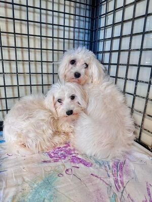 Proxima - schüchtern, ängstlich - Malteser-Mischling, Malteser (-Mischling) - Hündin