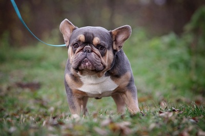Puby, FRANZÖSISCHE BULLDOGGE - Rüde