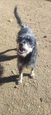 Puchi (M)-sportlich, sozial, Nicht bekannt - Rüde