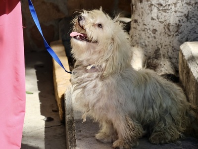 Puchi, Terrier - Mix - Rüde