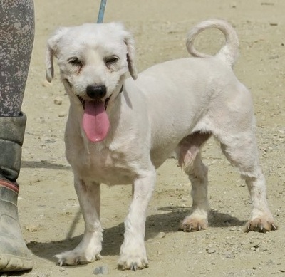 Puchi, Terrier - Mix - Rüde