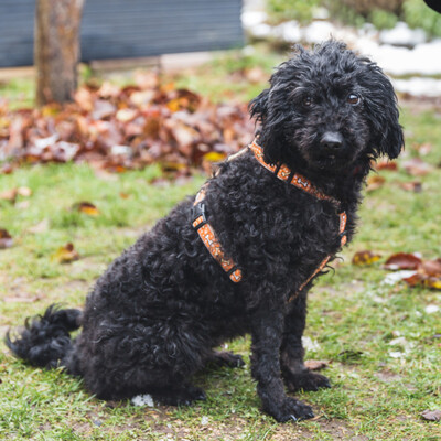 Pucky, Puli-Mix - Hündin