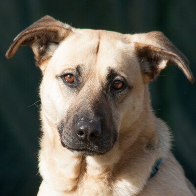 Püpa, Schäfer-Mix - Hündin