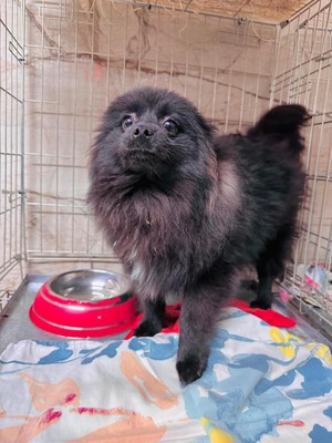 Puffin (M), ca. 7Monate, ca. 30cm, Slowakei, Spitz-Mix - Rüde