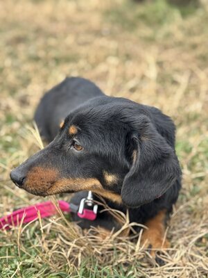 Pufi wunderschöner Rüde sucht..., Dackel-Mischling - Rüde