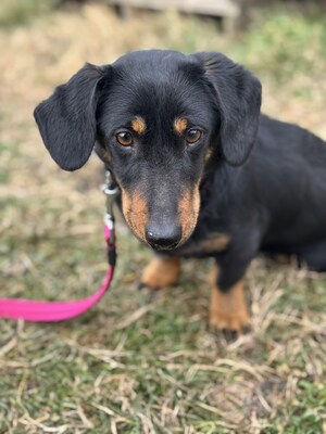 Pufi wunderschöner Rüde sucht..., Dackel-Mischling - Rüde