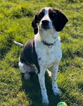 Pulco Braque d´Auvergne Rüde sucht sein Zuhause, Braque d´Auvergne - Rüde