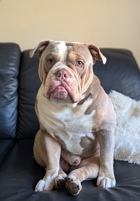 Pulverfass Murphy, Old english Bulldog - Rüde