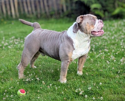 Pulverfass Murphy, Old english Bulldog - Rüde