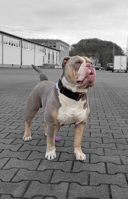 Pulverfass Murphy, Old english Bulldog - Rüde