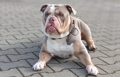 Pulverfass Murphy, Old english Bulldog - Rüde