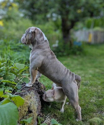 Pulverfass Murphy, Old english Bulldog - Rüde