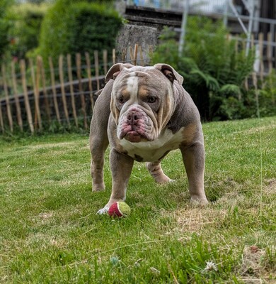 Pulverfass Murphy, Old english Bulldog - Rüde