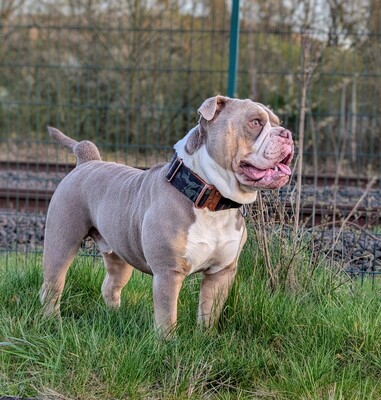 Pulverfass Murphy, Old english Bulldog - Rüde
