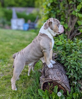 Pulverfass Murphy, Old english Bulldog - Rüde