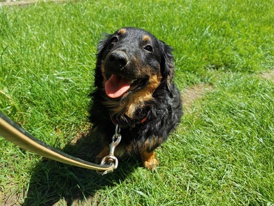 Pumba, Mischling Welpen - Rüde