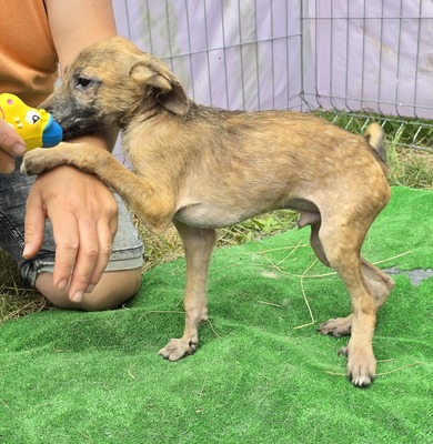 Pumba, Mix Welpen - Rüde