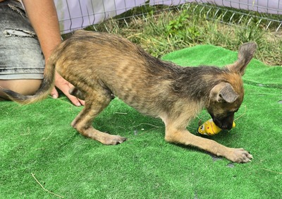 Pumba, Mix Welpen - Rüde