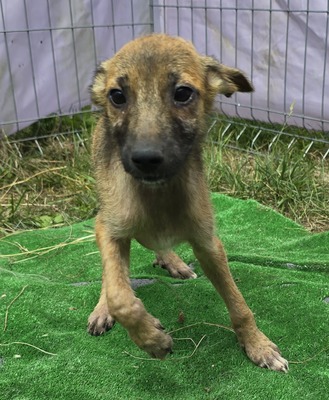 Pumba, Mix Welpen - Rüde