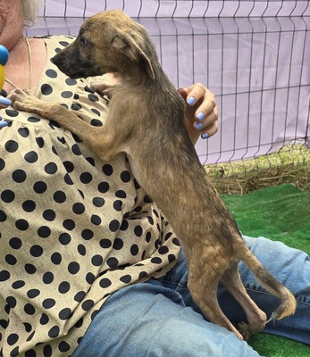 Pumba, Mix Welpen - Rüde