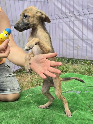 Pumba, Mix Welpen - Rüde