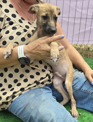Pumba, Mix Welpen - Rüde