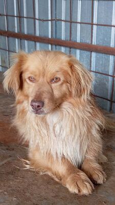 Pumpkin… ein kleiner Schatz, der einfach viel zu lange übersehen wurde., Mischling - Rüde